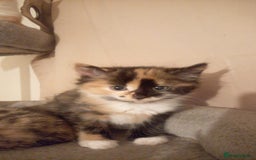 Mixed Breed cats for sale: Mixed Breed Kitten - Image 1