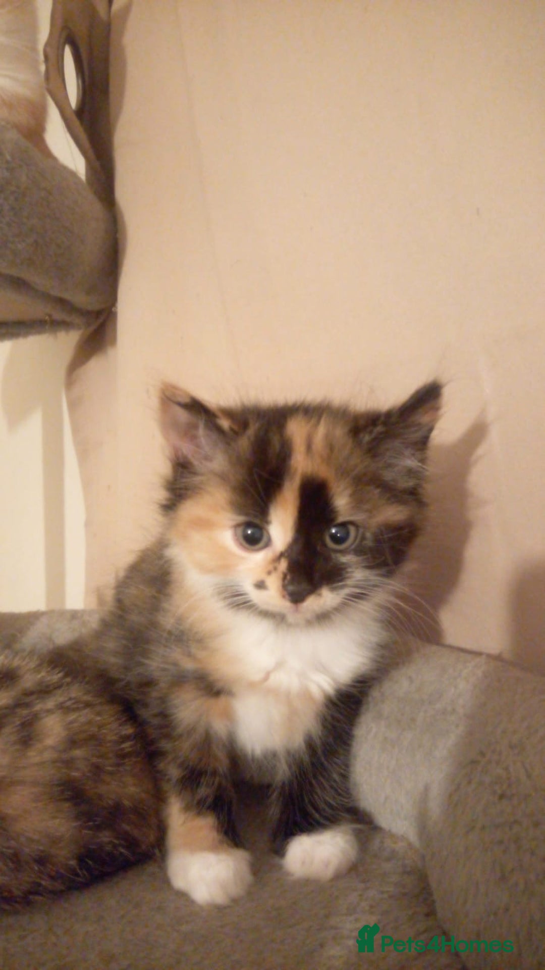 Mixed Breed cats for sale: Mixed Breed Kitten - Image 1