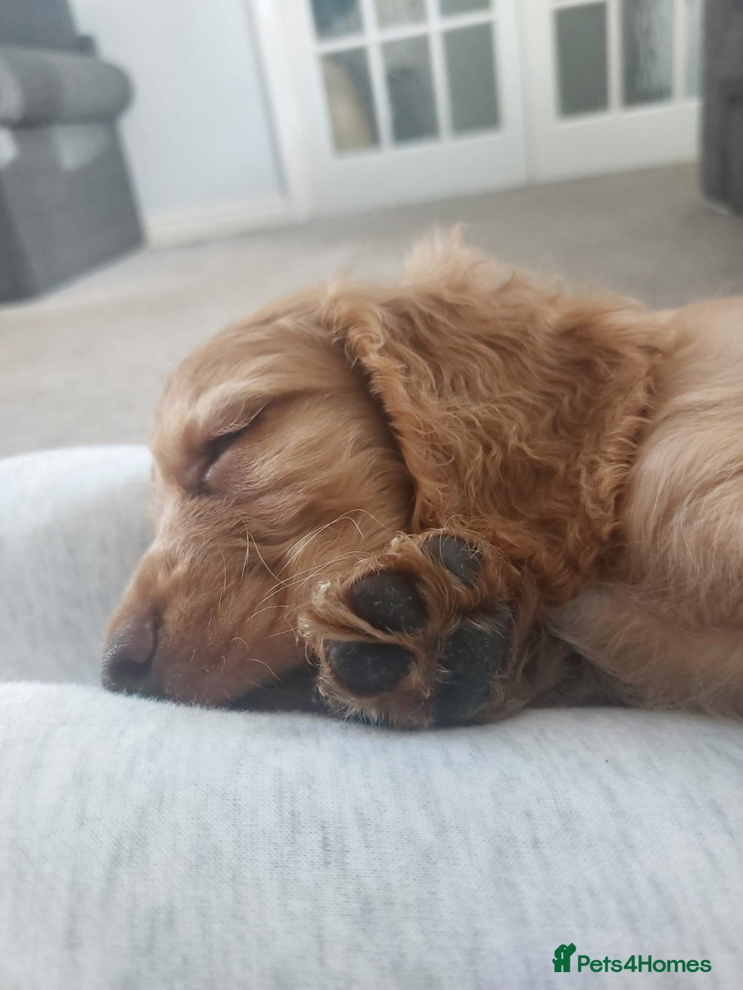 Cockapoo dogs for sale: Stunning F2 Cockapoo puppies - Image 11