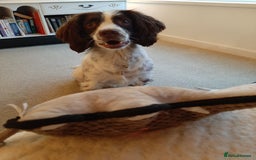 English Springer Spaniel dogs for sale: Beautiful 8 year old sadly for sale - Image 10