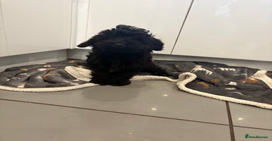 Cockapoo dogs Cockerpoo puppies  - Advert 7