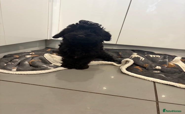 Cockapoo dogs Cockerpoo puppies  - Advert 6