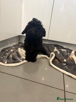 Cockapoo dogs Cockerpoo puppies - Advert 7