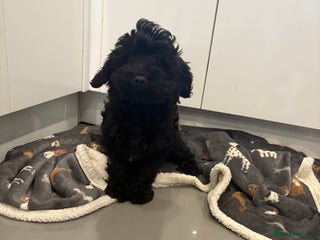 Cockapoo dogs Cockerpoo puppies - Advert 3