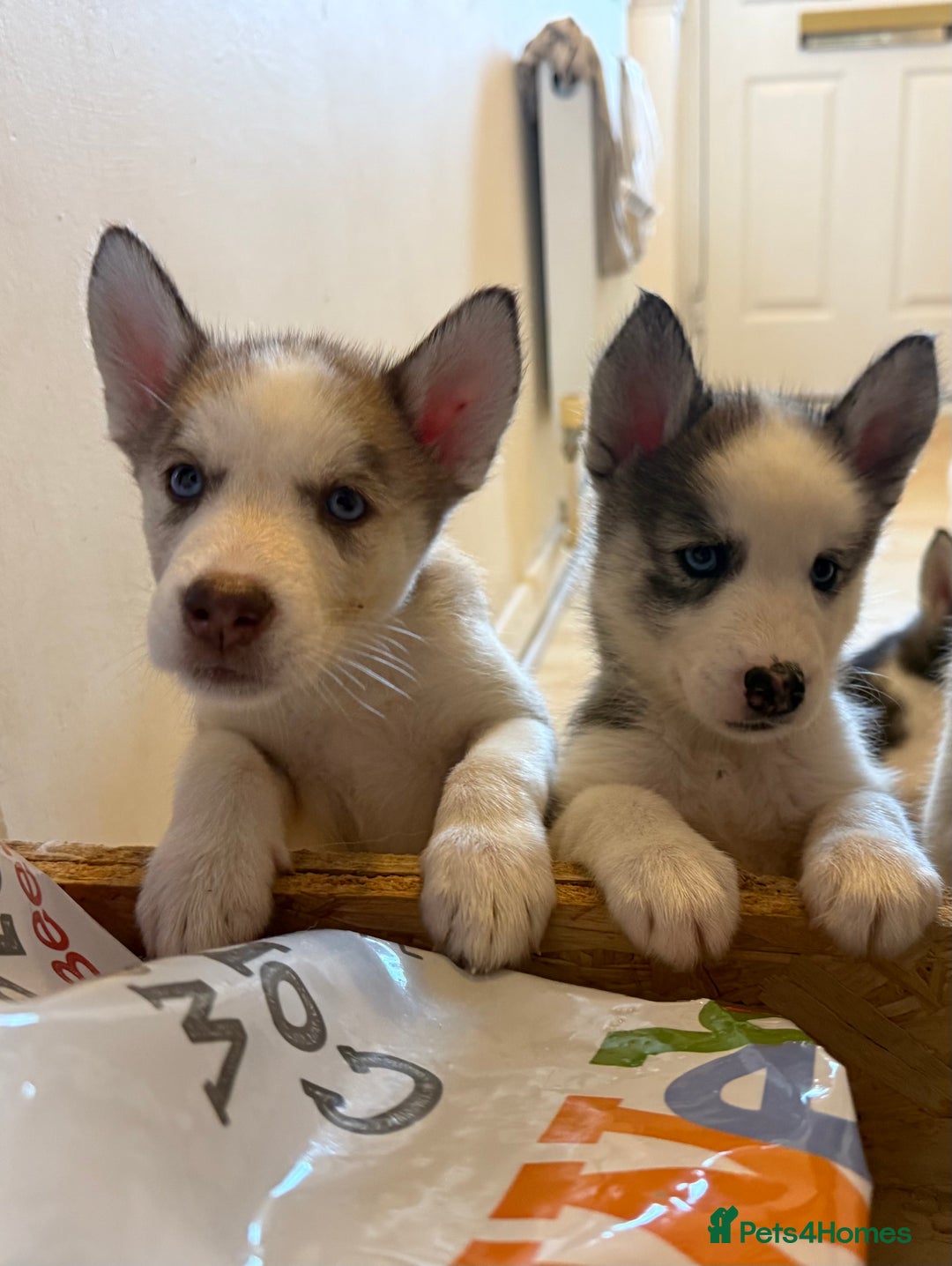 Siberian Husky dogs for sale: 2 stunning Siberian husky puppies for sale - Image 19