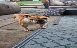 English Bulldog dogs for sale: Gorgeous Old English Bulldog Female - Image 2