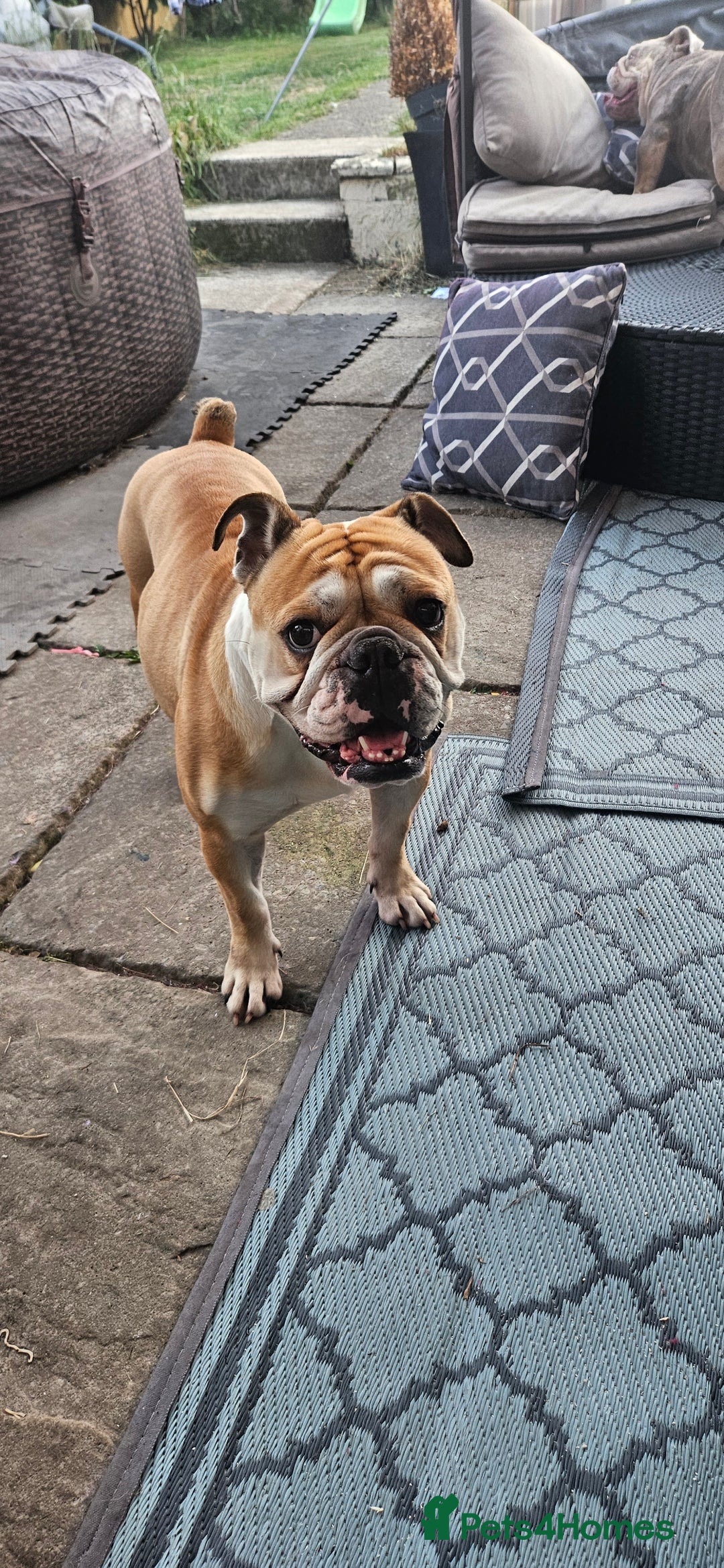 English Bulldog dogs for sale: Gorgeous Old English Bulldog Female - Image 2