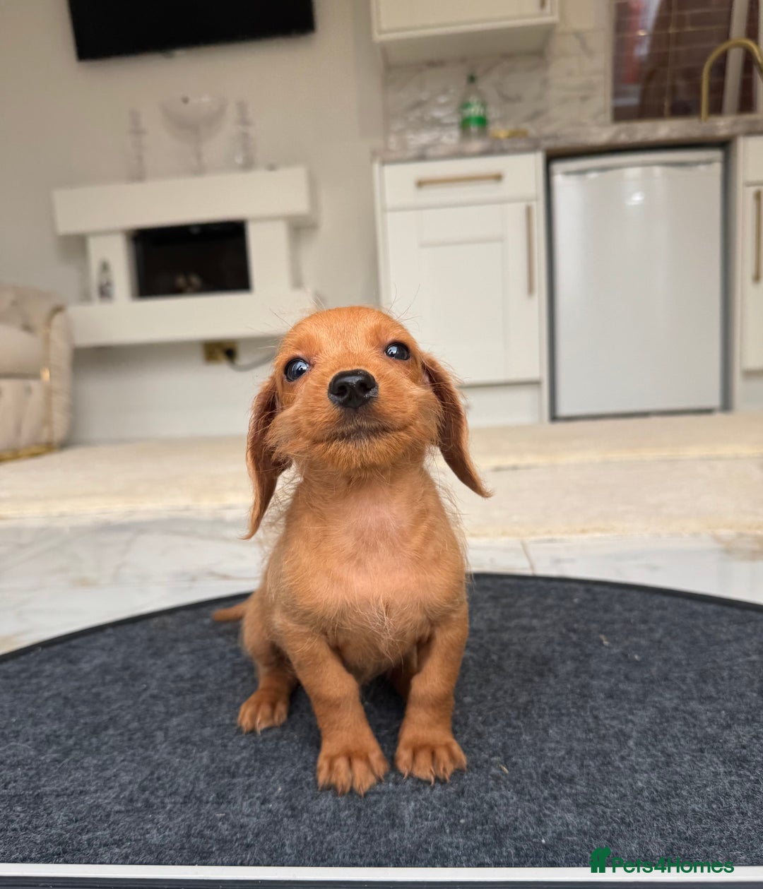 Mixed Breed dogs for sale: Stunning daxiepoos - Advert 6