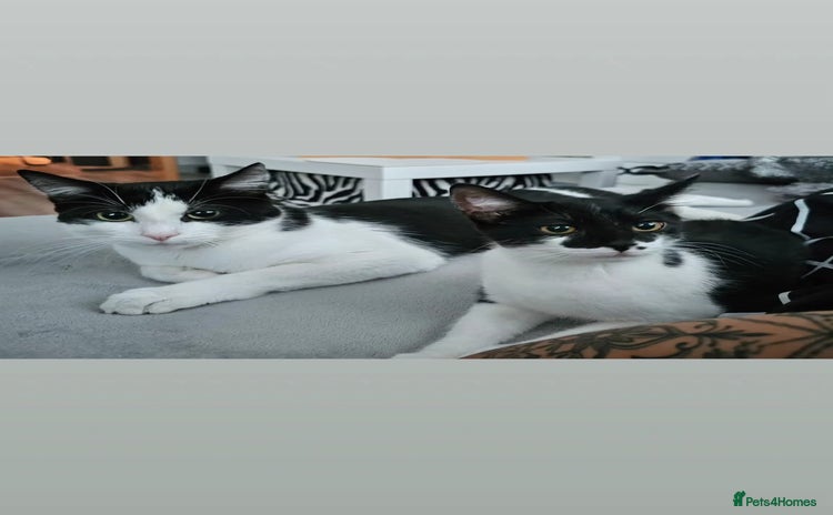 Mixed Breed cats - Advert 6