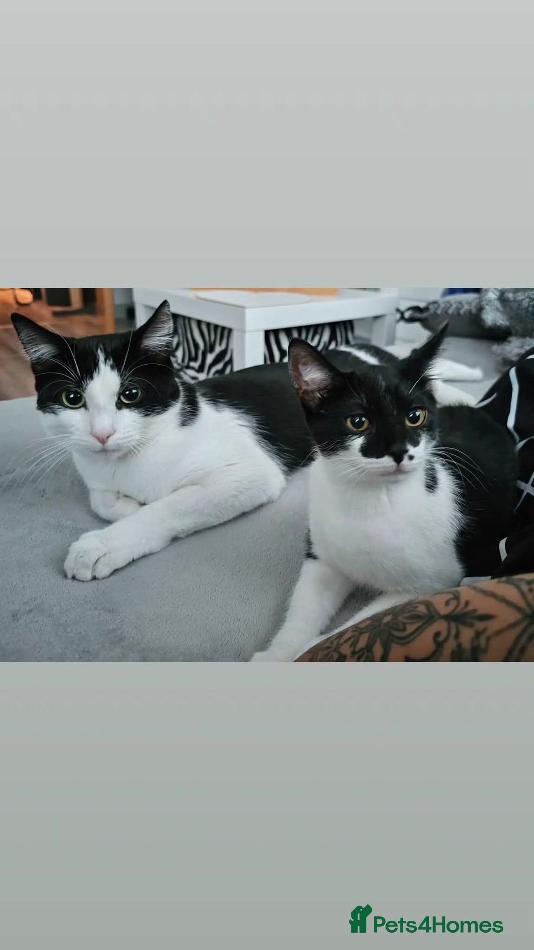 Mixed Breed cats for sale: Two amazing cats for adoption/sale - Image 1
