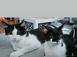 Mixed Breed cats - Advert 34