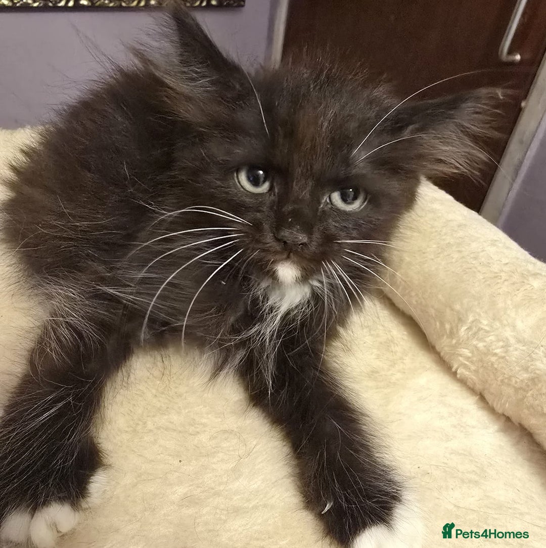Siberian cats for sale: Tested purebreed hypoallergenic Siberian kittensns - Image 14