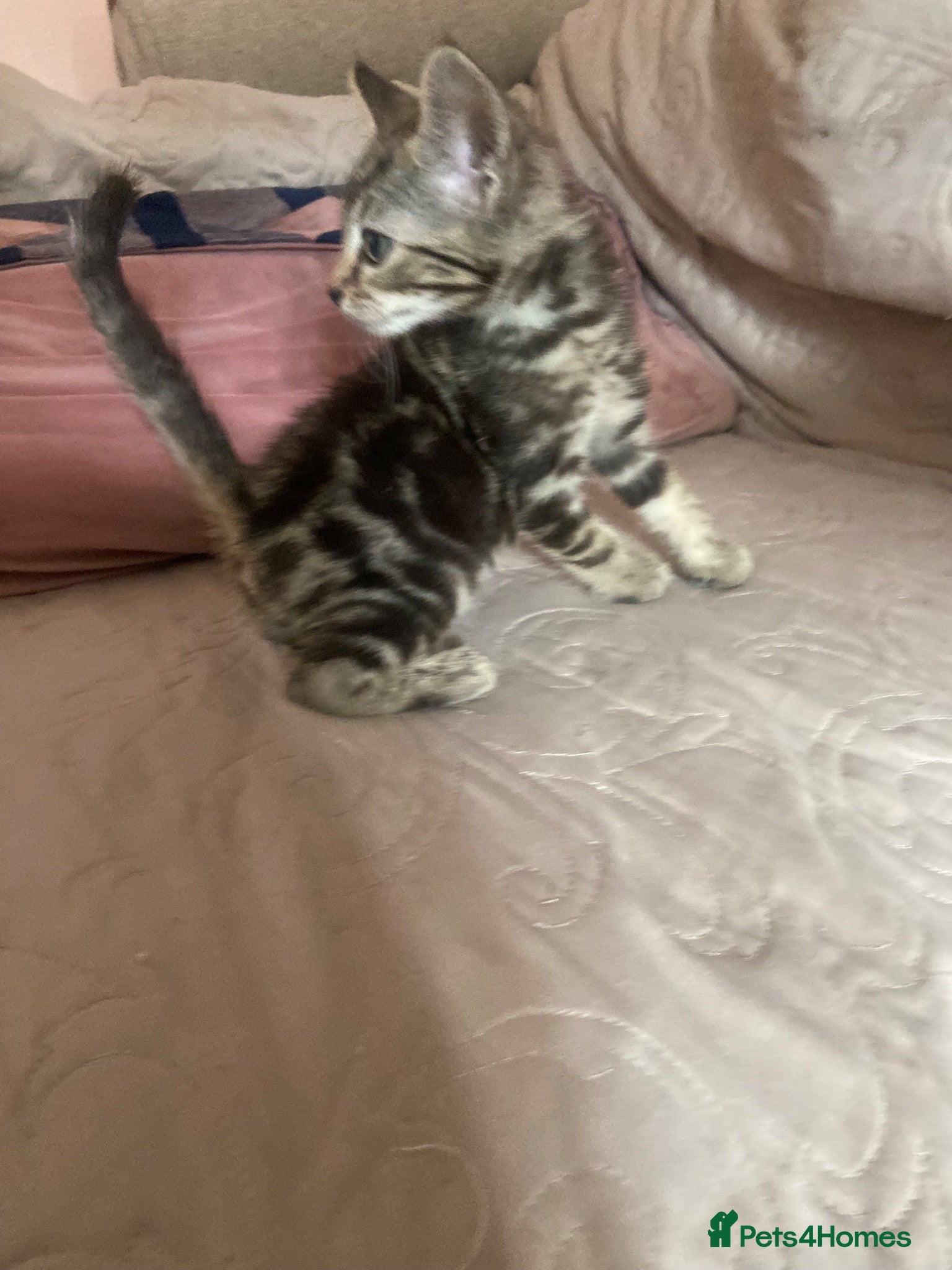 Ragdoll cats Beautiful kittens ready now 8weeks £50 - Advert 1