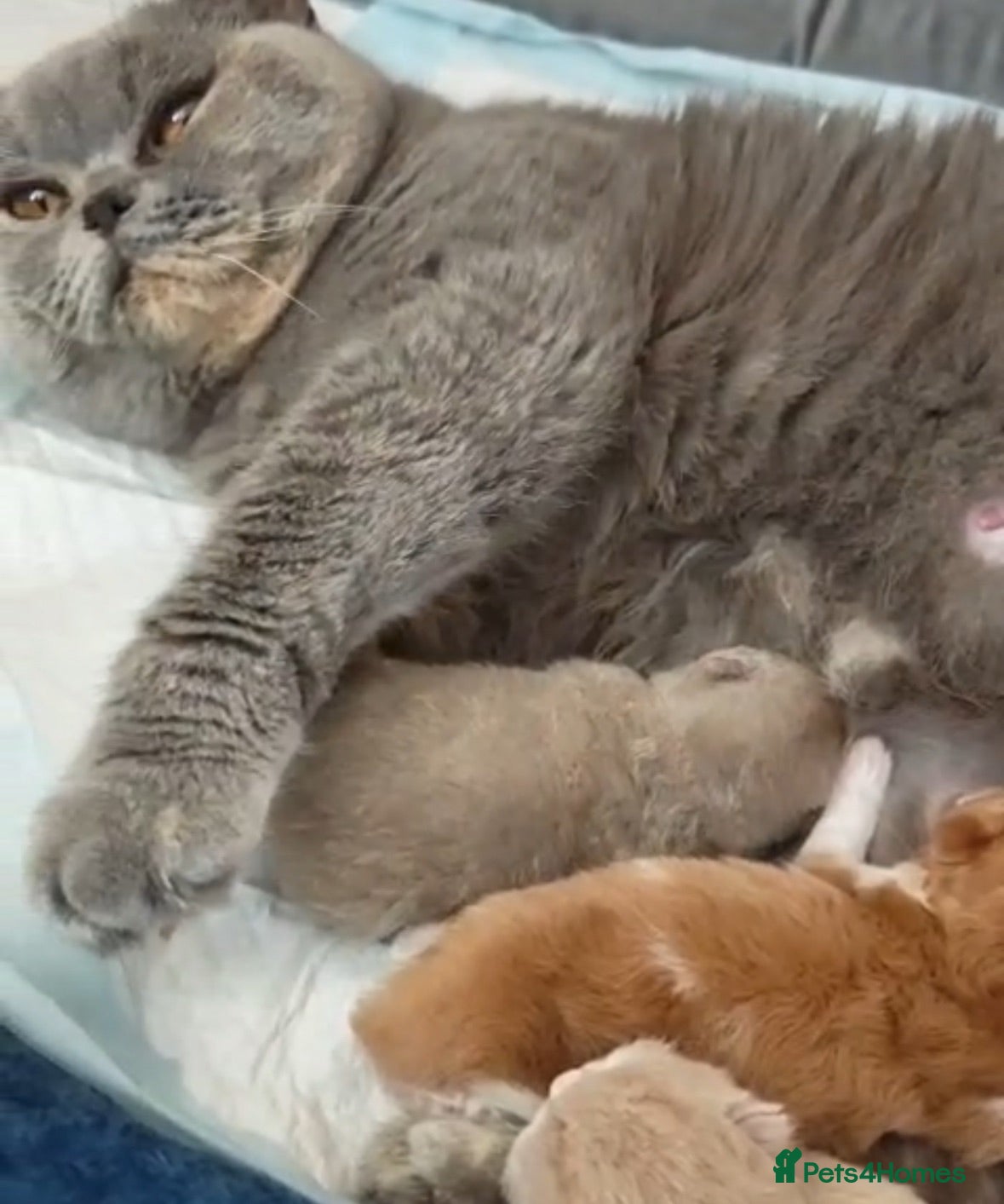 British Shorthair cats TICA CH Parents beautiful BSH boys ( November) - Advert 4