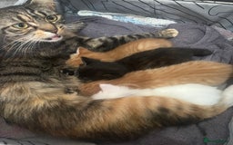 Mixed Breed cats for sale: Gorgeous kittens for sale - Image 2