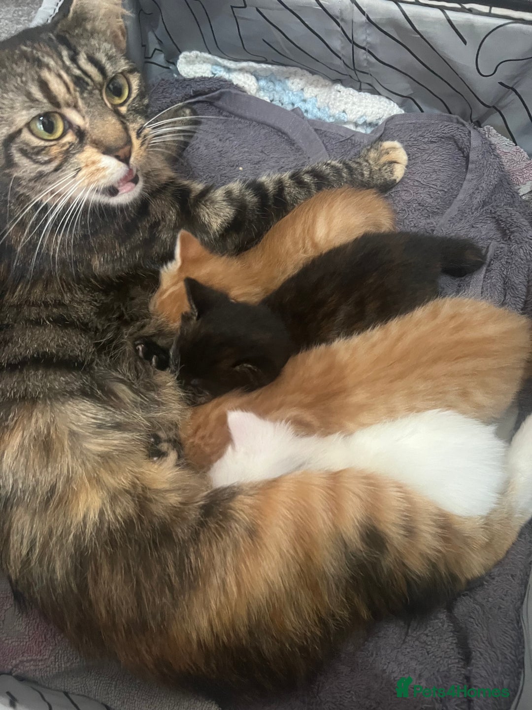 Mixed Breed cats for sale: Gorgeous kittens for sale - Image 2