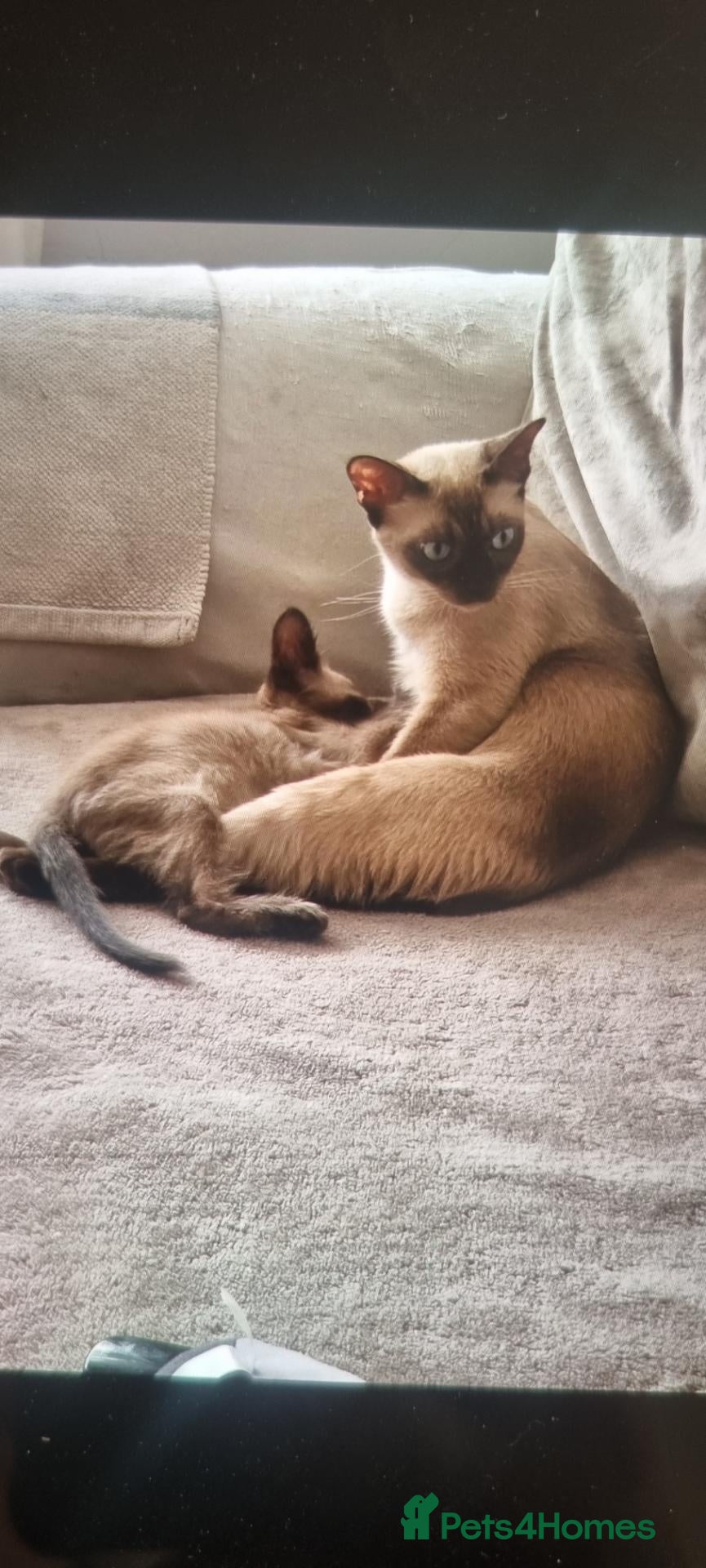 Burmese cats Burmese kittens  - Advert 1