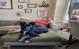 Mixed Breed dogs for adoption: Zorro for adoption - Image 16