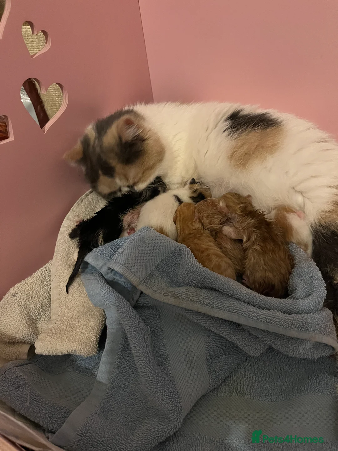 Exotic cats for sale: Exotic kittens  - Advert 2