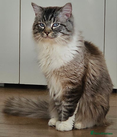 Ragdoll cats in Wallasey - Advert 1