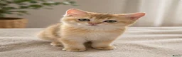 Scottish Fold cats for sale: Charming Scottish Straights and  Fold available. - Advert 16
