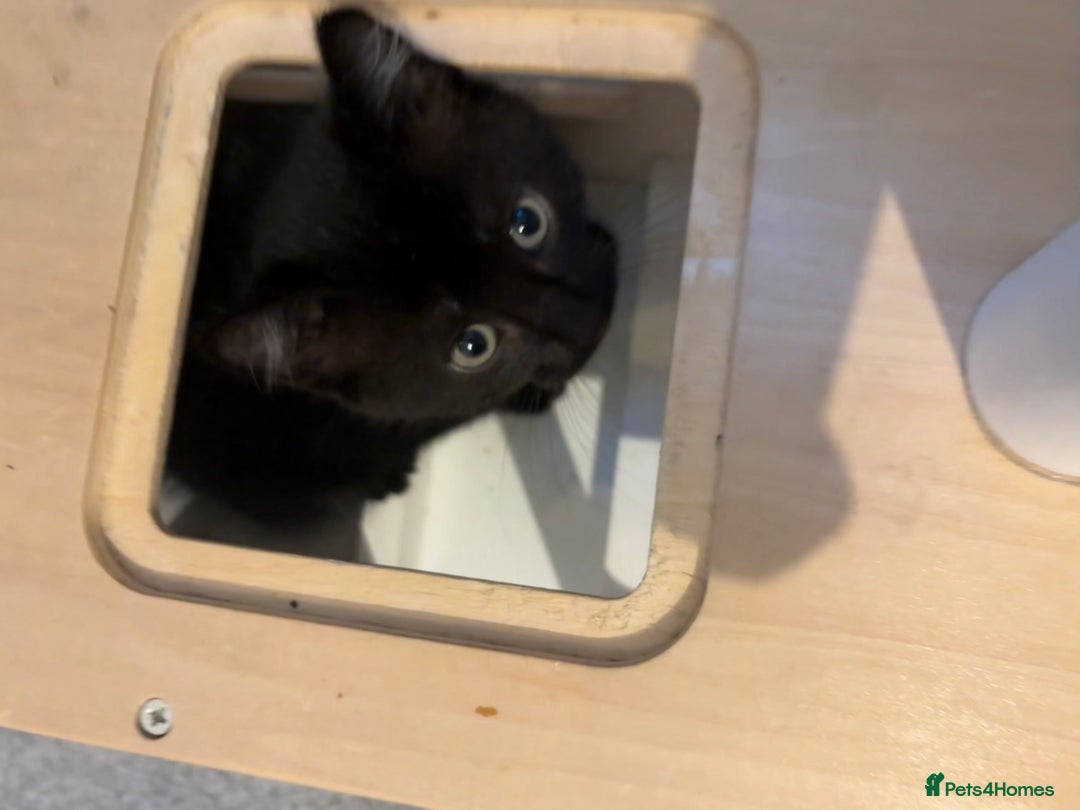 British Shorthair cats for sale: Two black tabby male kittens - Image 11