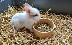 Lionhead rabbits for sale: Gorgeous Baby Lionhead Bunnies - Image 9