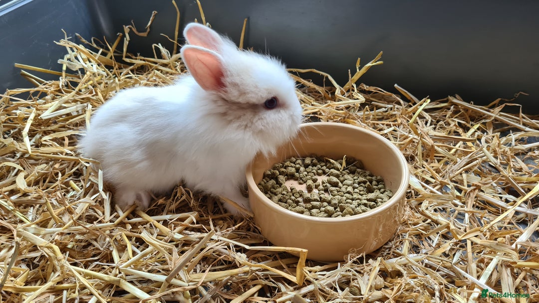 Lionhead rabbits for sale: Gorgeous Baby Lionhead Bunnies - Image 9