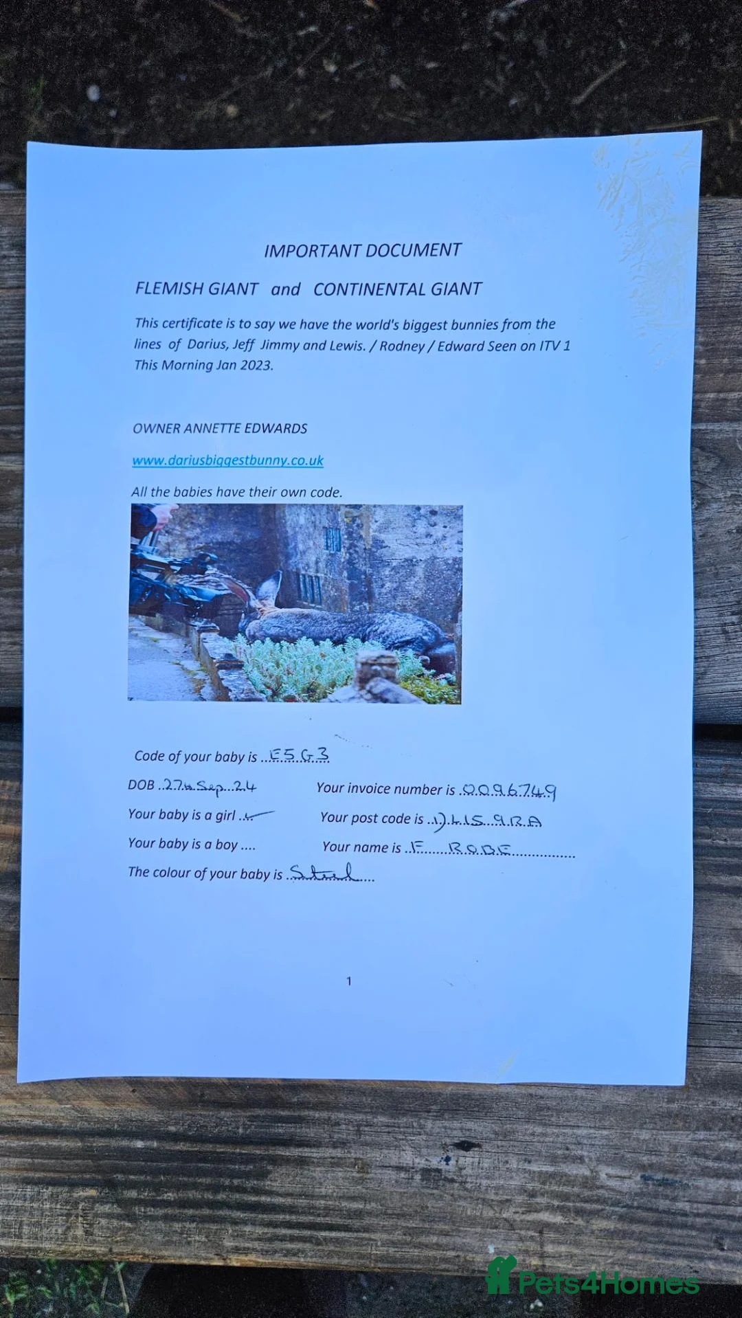 Continental Giant rabbits for sale: Giant bloodline in Bristol - Advert 3
