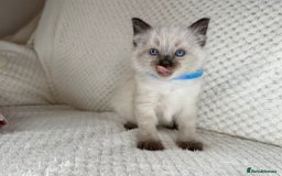 Ragdoll cats for sale: Stunning ragdoll kittens for sale  - Image 11