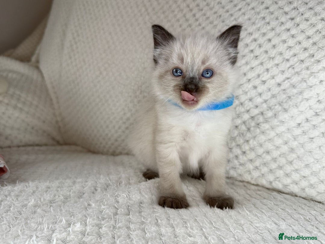 Ragdoll cats for sale: Stunning ragdoll kittens for sale  - Image 11