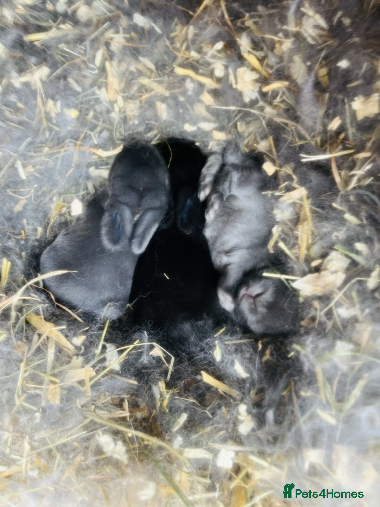 Mini Lop rabbits Mini lop rabbits - Advert 1