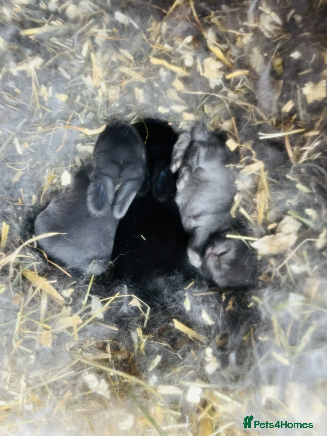 Mini Lop rabbits for sale: Mini lop rabbits in Nottingham - Advert 1