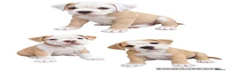 Olde English Bulldogge dogs for sale: READY TO LEAVE 3 old English bulldog  - Advert 2