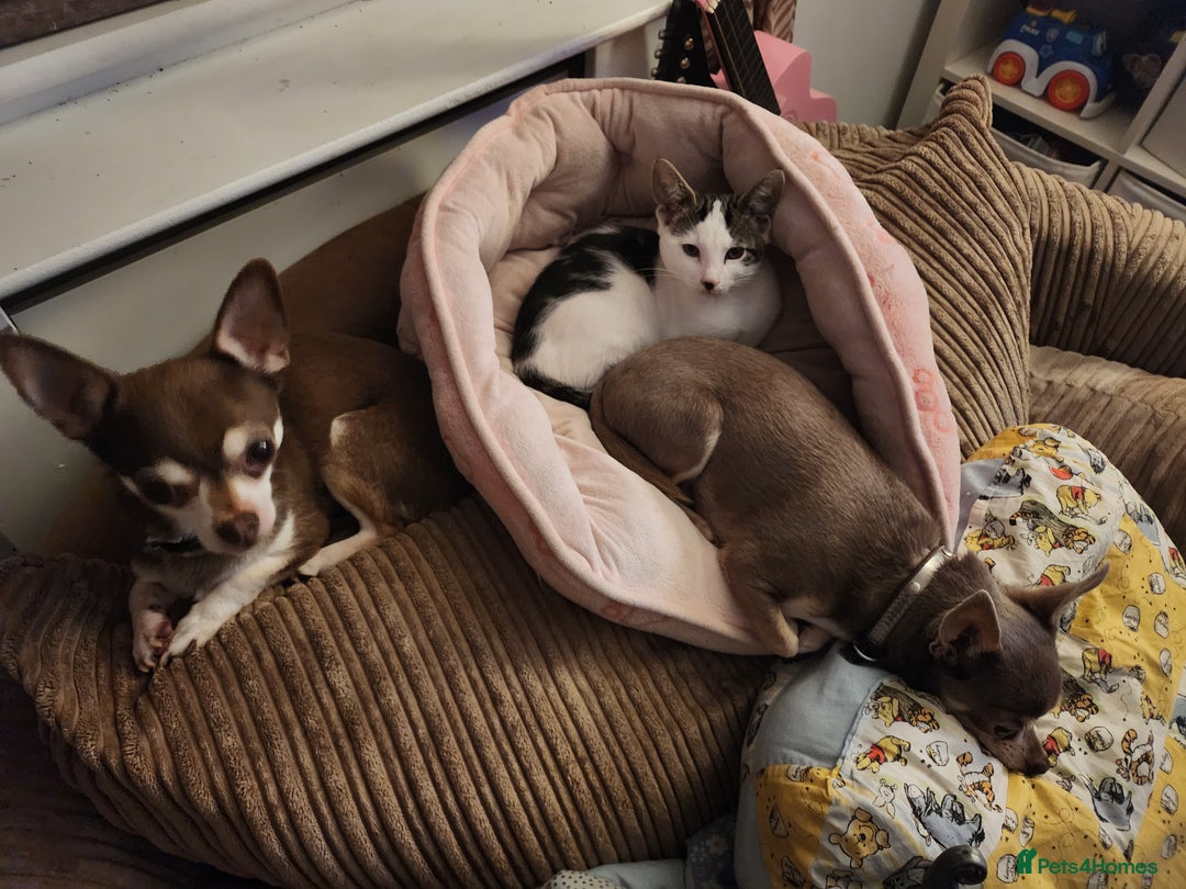 Chihuahua dogs for sale: 2 chihuahua boys - Image 5
