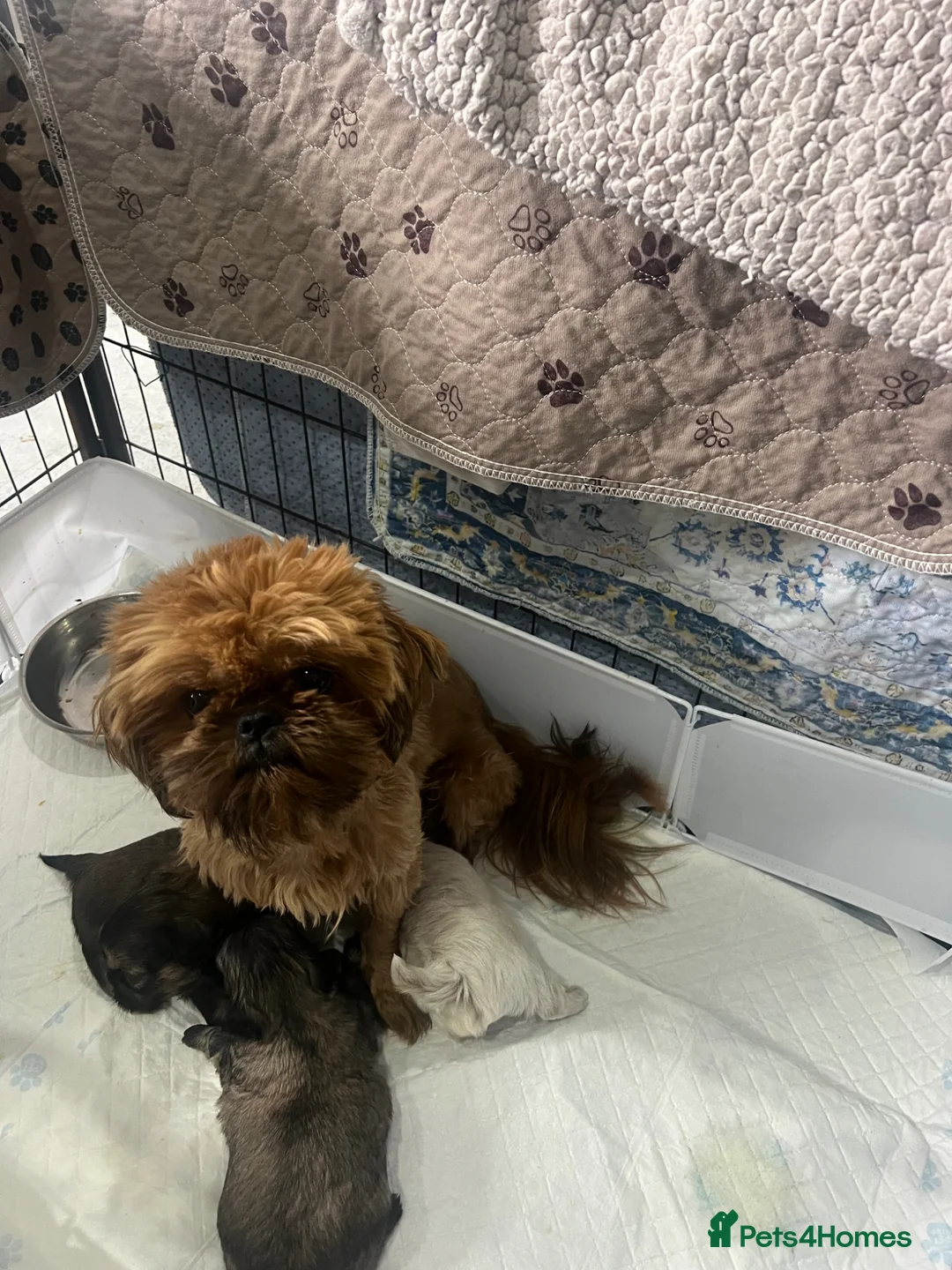 Shih Tzu dogs for sale: Stunning imperial Shih Tzu pups in Newcastle upon Tyne - Advert 1