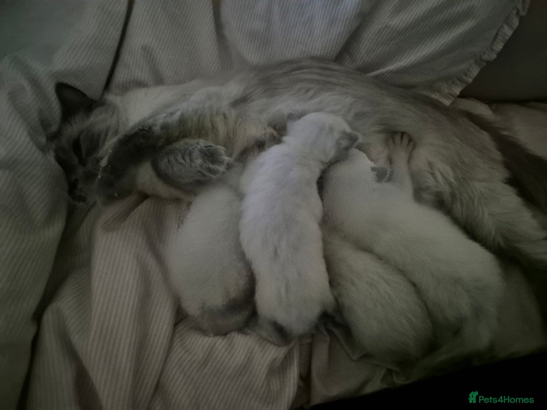Ragdoll cats for sale: 4 energetic ragdoll fluffballs  - Image 16