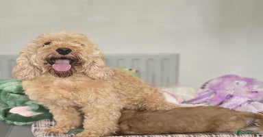 Cockapoo dogs - Advert 12