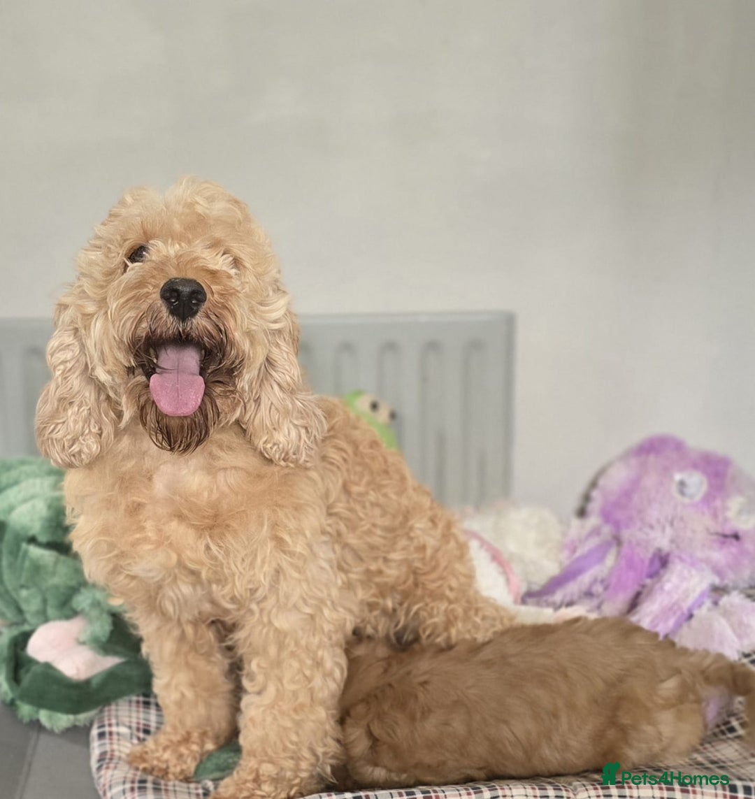 Cockapoo dogs for sale: Cockapoo Puppies - Image 2