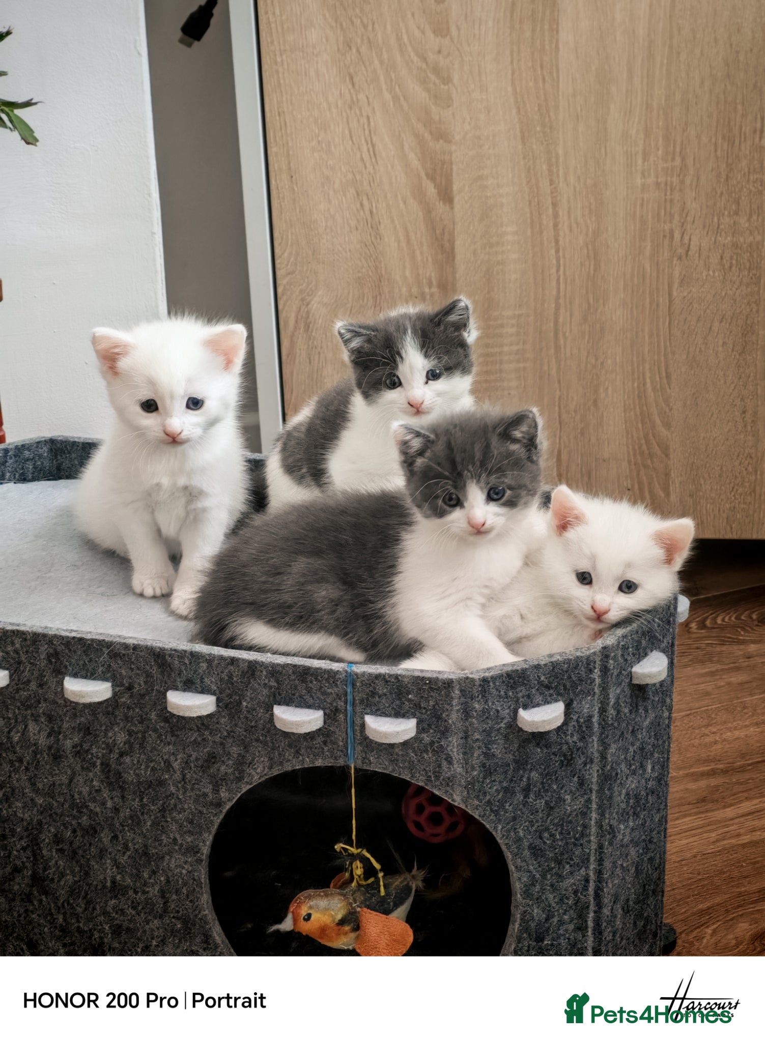 Khao Manee cats Beautiful kittens - Advert 1