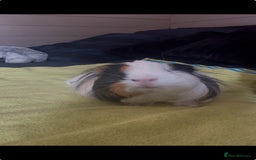Guinea Pig rodents for sale: Beautiful guinea pig for sale  - Image 1