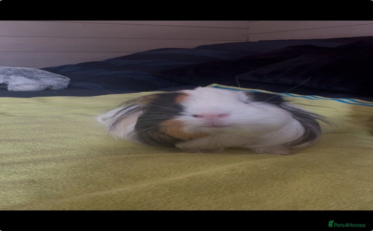 Guinea Pig rodents - Advert 3