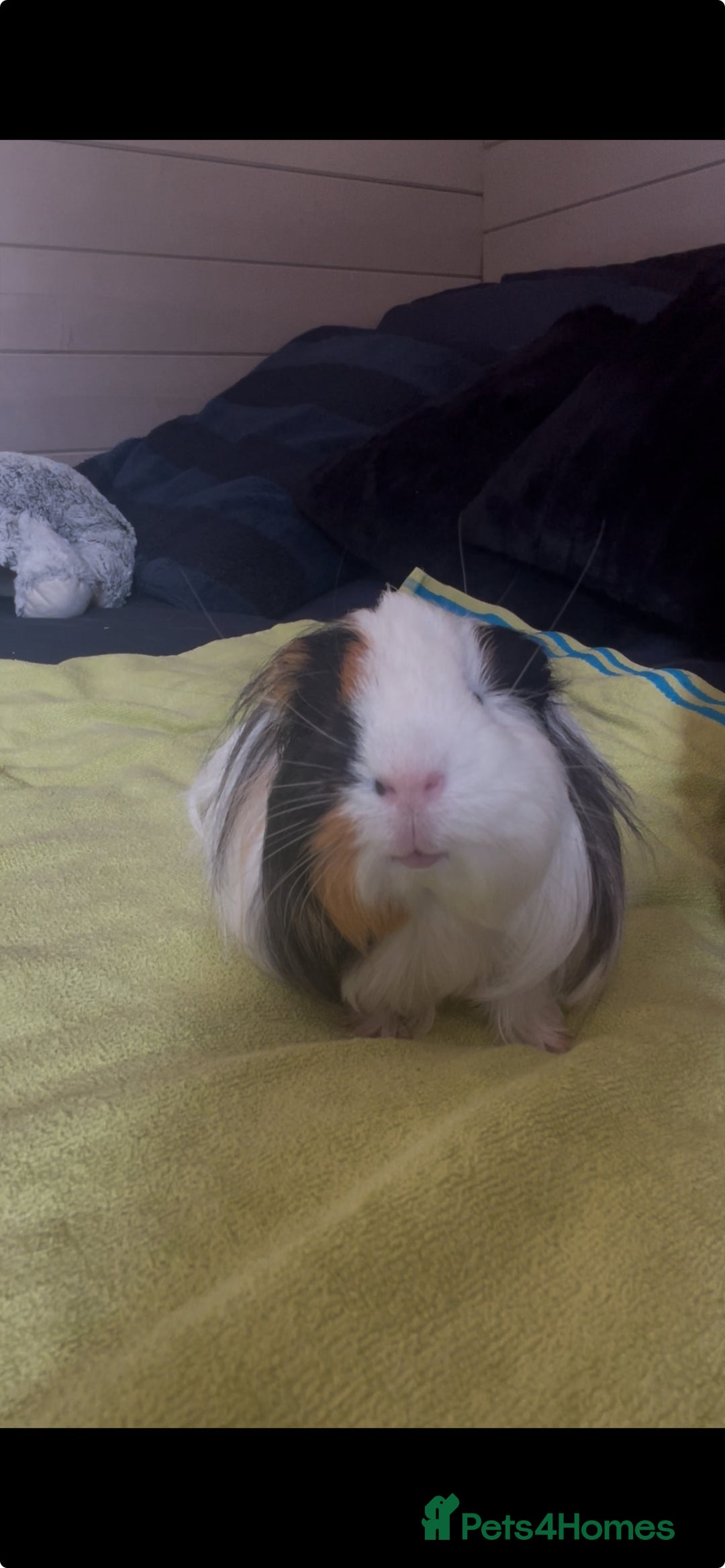 Guinea Pig rodents for sale: Beautiful guinea pig for sale  - Image 1