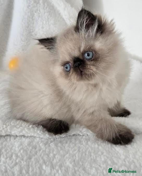 Persian cats Persian Himalayan Kittens - Advert 2