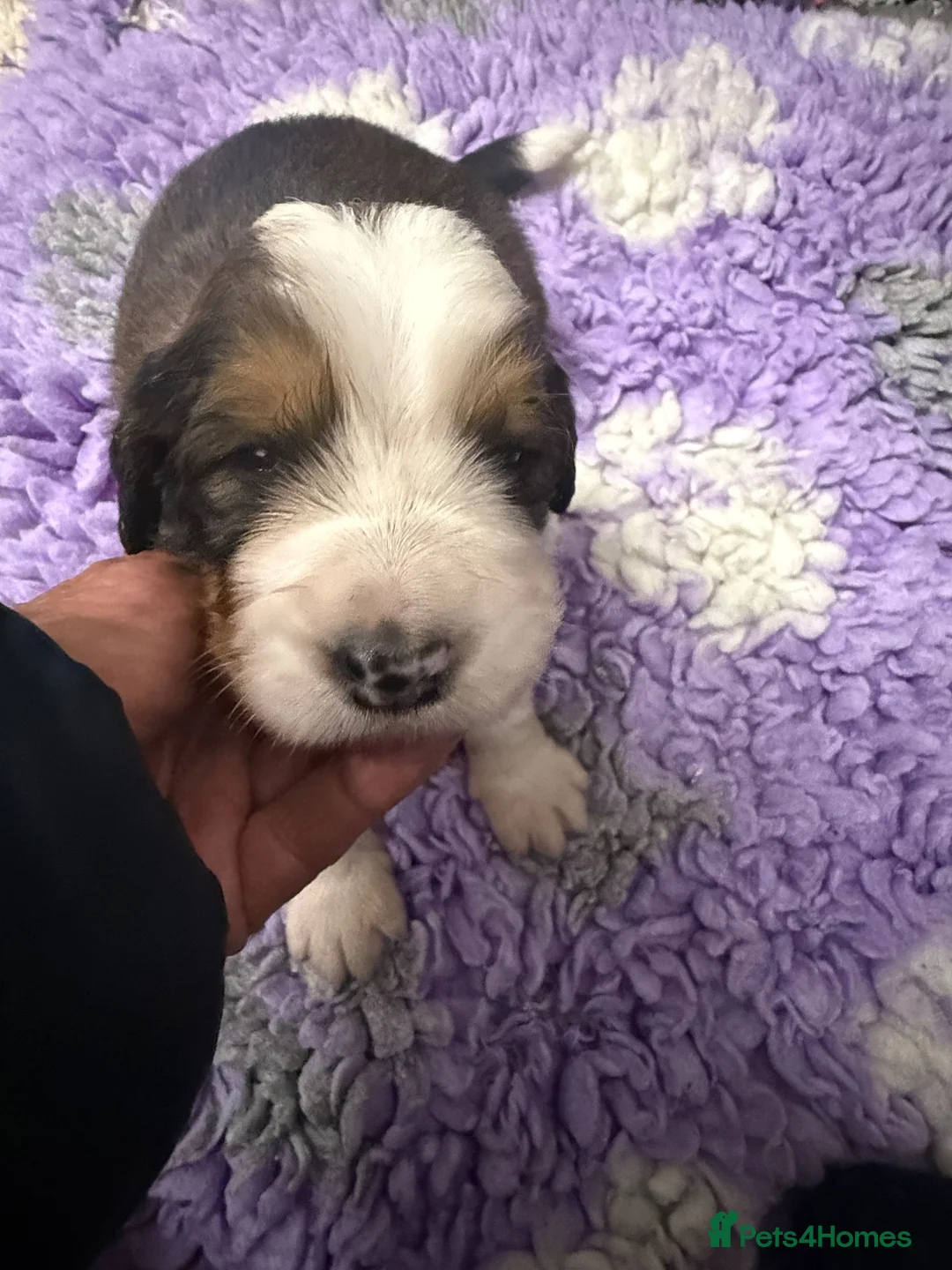 Bernedoodle dogs for sale: BERNIDOODLES F2 - Advert 1