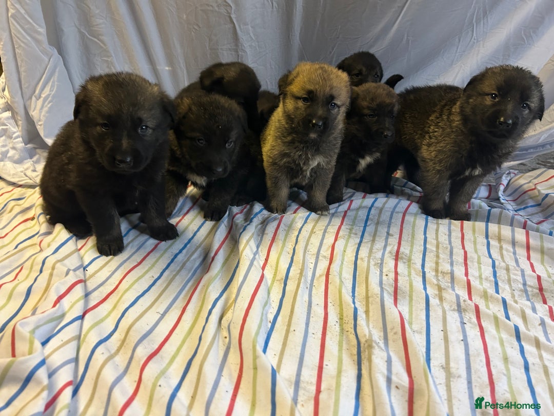 Mixed Breed dogs for sale: German shepherd cross Caucasian Shepherd kangal - Advert 5