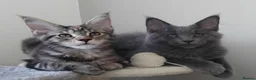 Maine Coon cats for sale: Maine coon kitten black smoke, grey-blue, tortoise - Advert 3