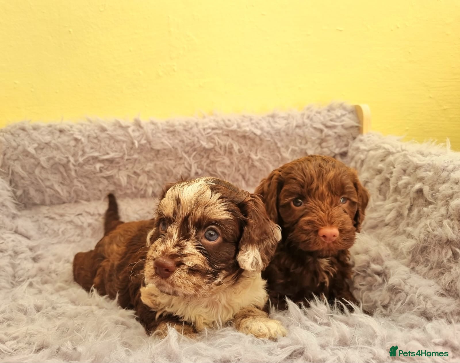 Cockapoo dogs Cockapoo puppies - Advert 1