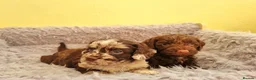 Cockapoo dogs for sale: Cockapoo puppies - Advert 1