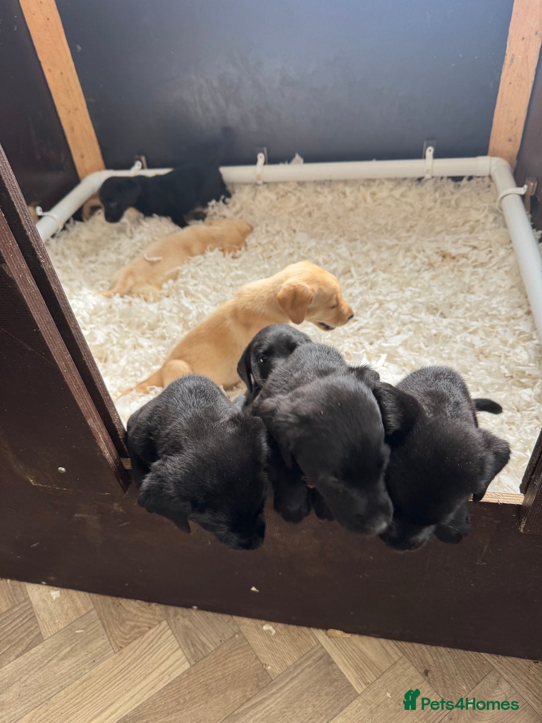 Labrador Retriever dogs for sale: Well bred Labrador puppies - Image 13